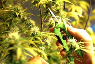 semillas cannabis