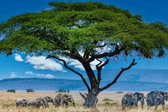 planificar viaje a Tanzania