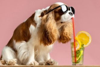 hotel canino en Tomelloso