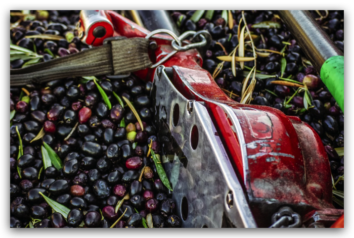 palet hueso de aceituna