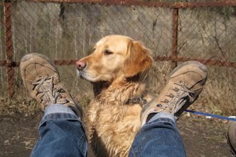 adiestramiento canino